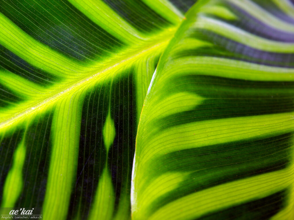 Leaf Pattern; Blattmuster; Hawaii; Onomea Botanical Garden