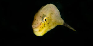 Brachaluteres ulvarum juvenile