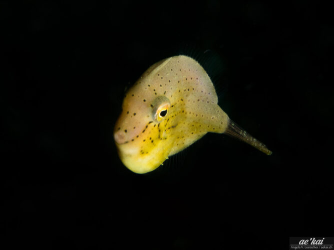 Brachaluteres ulvarum juvenile
