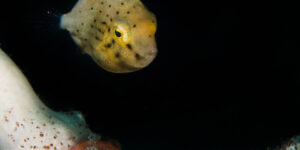 Brachaluteres ulvarum hiding behind sponges