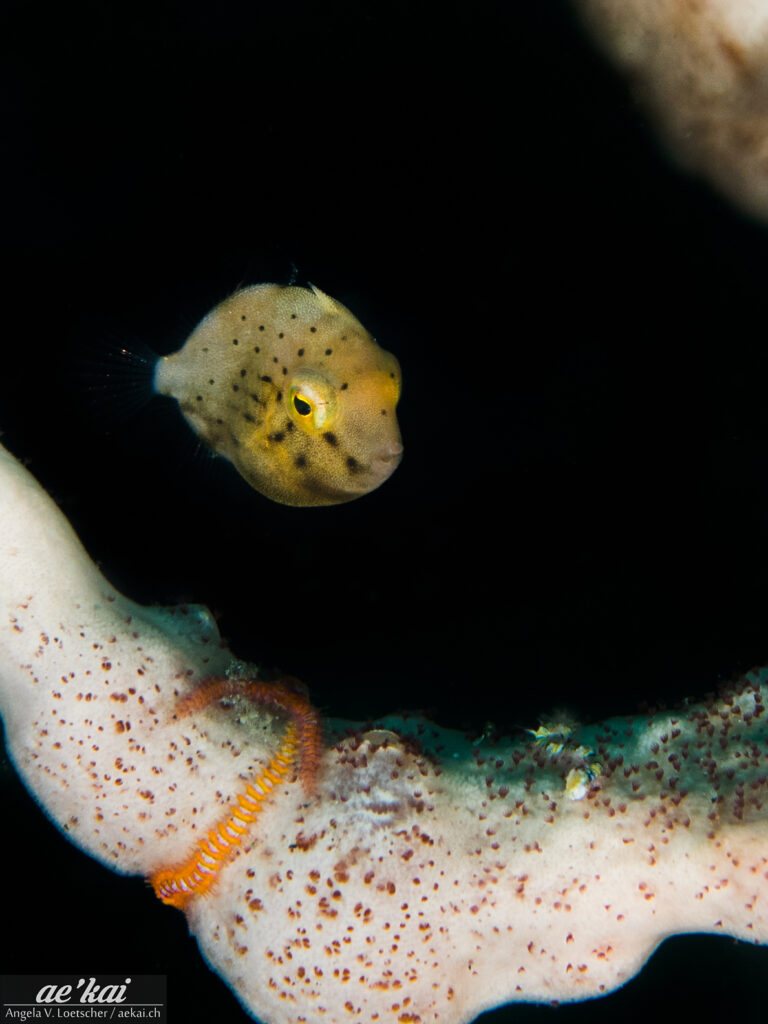 Brachaluteres ulvarum hiding behind sponges