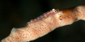 Bryaninops sp on orange sponge