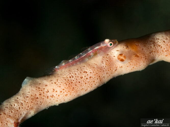 Bryaninops sp on orange sponge