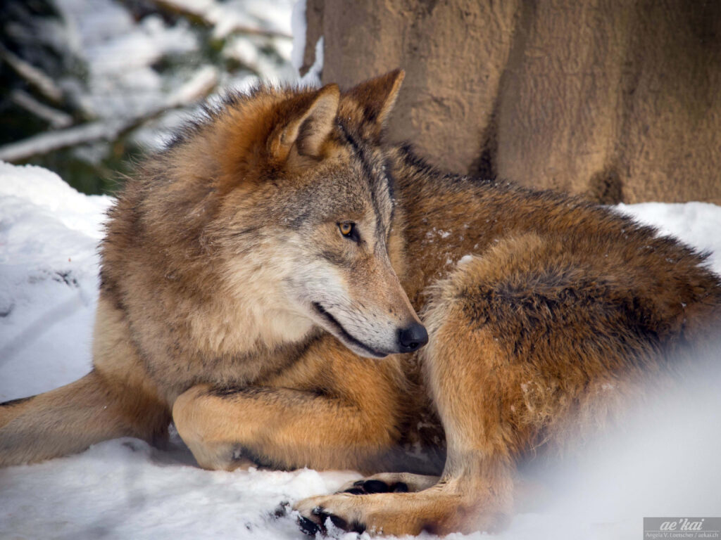 Canis lupus chanco; Mongolian Wolf; Mongolischer Wolf; wolf lying on ground in snowy landscape