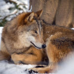 Canis lupus chanco; Mongolian Wolf; Mongolischer Wolf; wolf lying on ground in snowy landscape