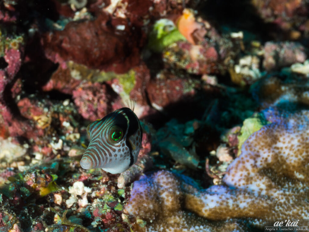 Curious Canthigaster valentini looking into the camera