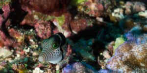 Curious Canthigaster valentini looking into the camera