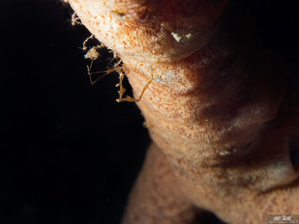 Caprella spp; Skeleton Shrimp; Skelettgarnele; shrimp on tan-colored sponge