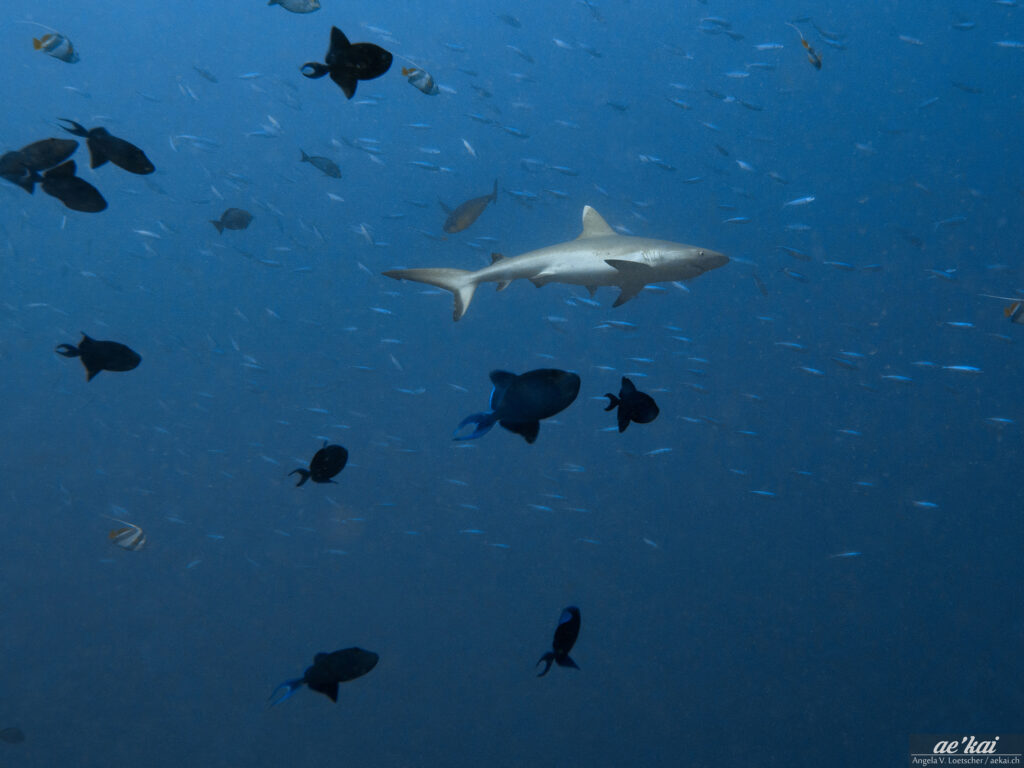 Carcharhinus amblyrhynchos surrounded by Fusiliers and Red-toothed Triggerfish
