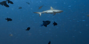 Carcharhinus amblyrhynchos surrounded by Fusiliers and Red-toothed Triggerfish