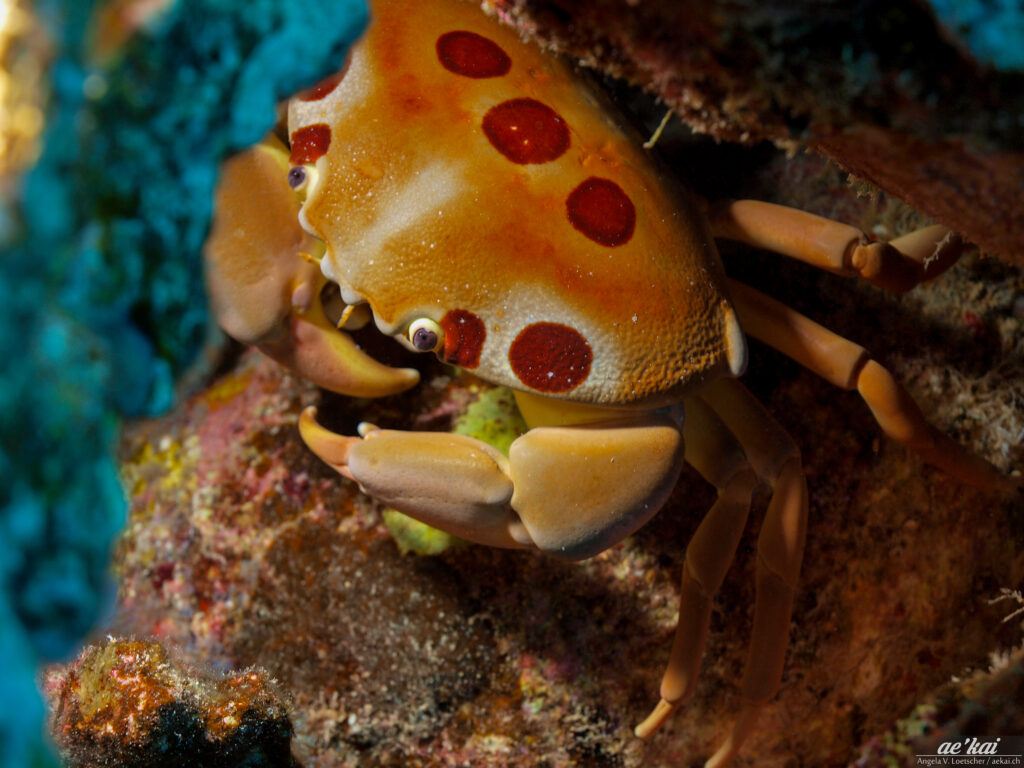 Carpilius maculatus; 7-11 Crab; Gepunktete Riff-Krabbe; cute crab with 7 or 11 blood-red spots on carapace; Hawaii underwater