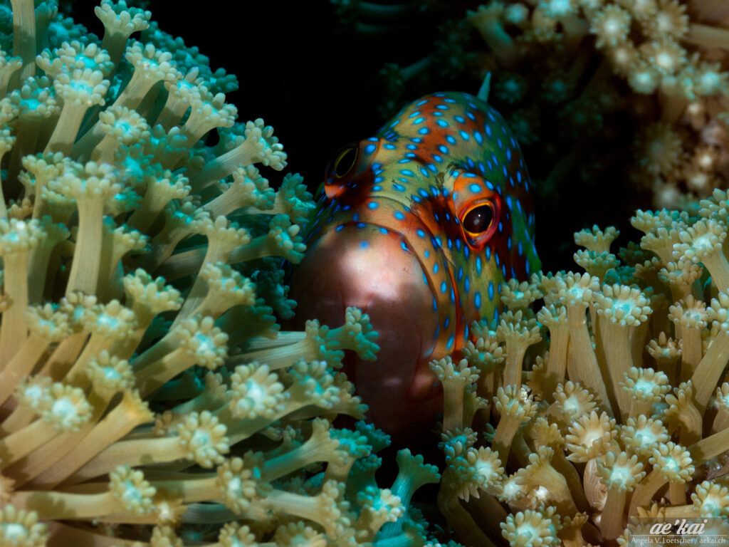 Cephalopholis miniata hiding behind soft coral