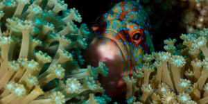 Cephalopholis miniata hiding behind soft coral