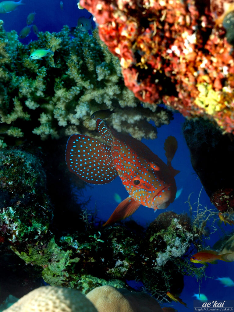 Colorful Cephalopholis miniata swimming through a gap in the coral