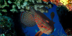 Colorful Cephalopholis miniata swimming through a gap in the coral