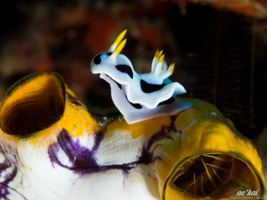 Chromodoris dianae; Diana's Chromodoris; Dianas Prachtsternschnecke; colorful slug, white-blue-yellow nudibranch from Indonesia; marine slug