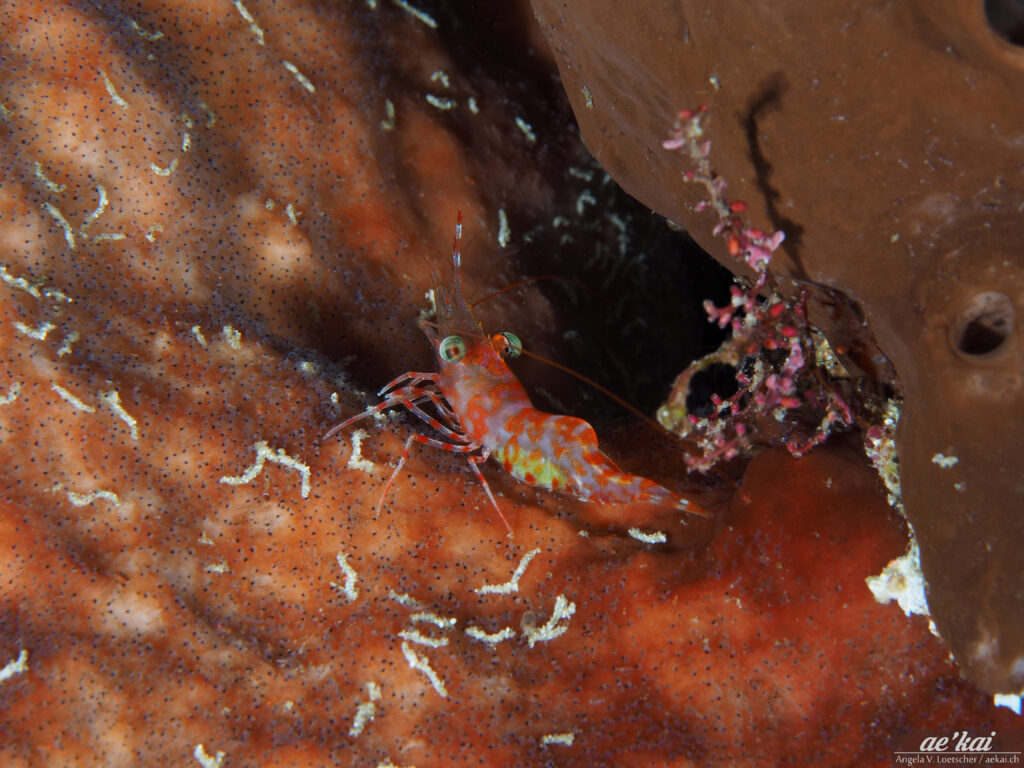 Cinetorhynchus sp; Dancing Shrimp; nocturnal shrimp, red transparent yellow shrimp on sponges at night