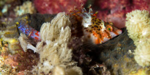 Cirrhithychtis falco sitting on coral