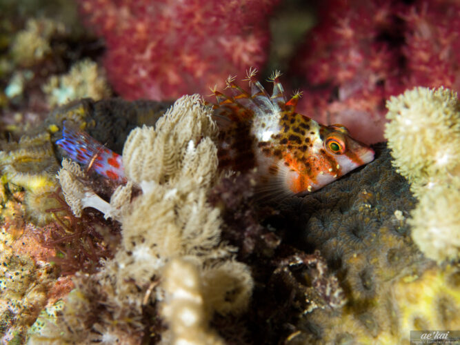 Cirrhithychtis falco sitting on coral