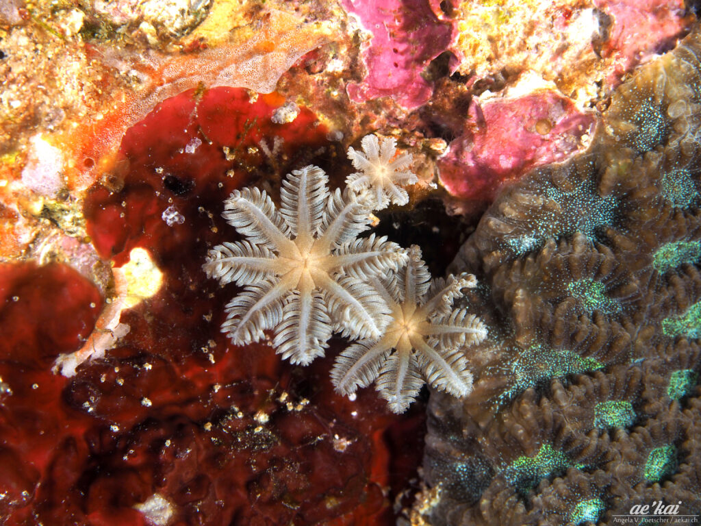 Clavularia sp; Flower Soft Coral; Star Polyp; Röhrenkoralle; colorful sponges and soft coral; bioluminescence on coral
