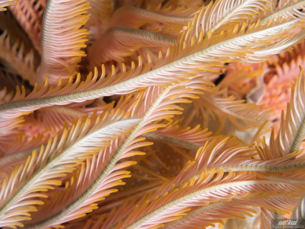 Close-up of a cream-orange-colored Comaster schlegelii ; Schlegels Feather Star