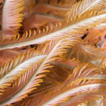 Close-up of a cream-orange-colored Comaster schlegelii ; Schlegels Feather Star