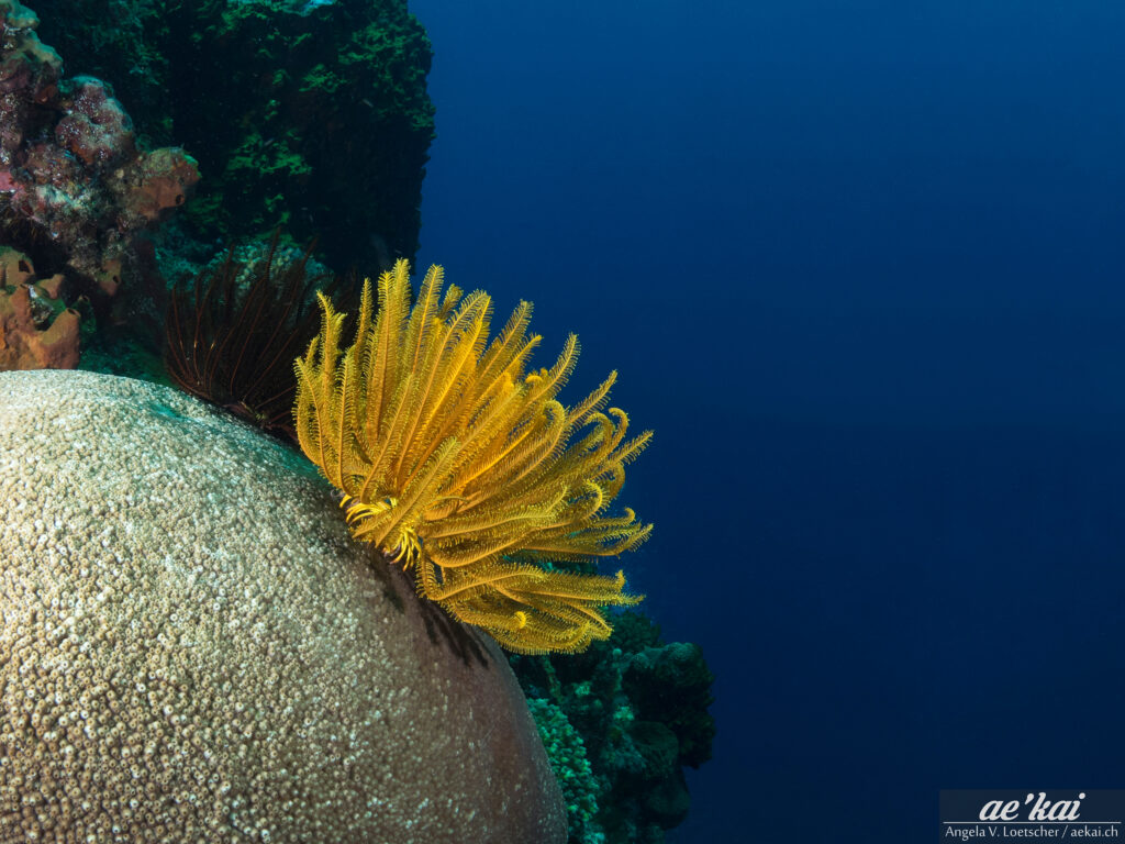 Underwater picture; vibrant yellow Feather Star; huge stony coral; Sangihe-Talaud Archipelago