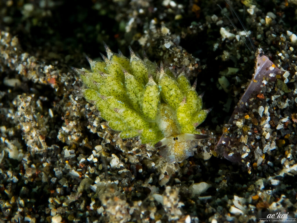 Costasiella kuroshimae; Kuro's Sap-sucking Slug aka Sheep Slug; Shaun the Sheep; Kuro Saftsauger; tiny marine slug, green; on black sand; Indonesia