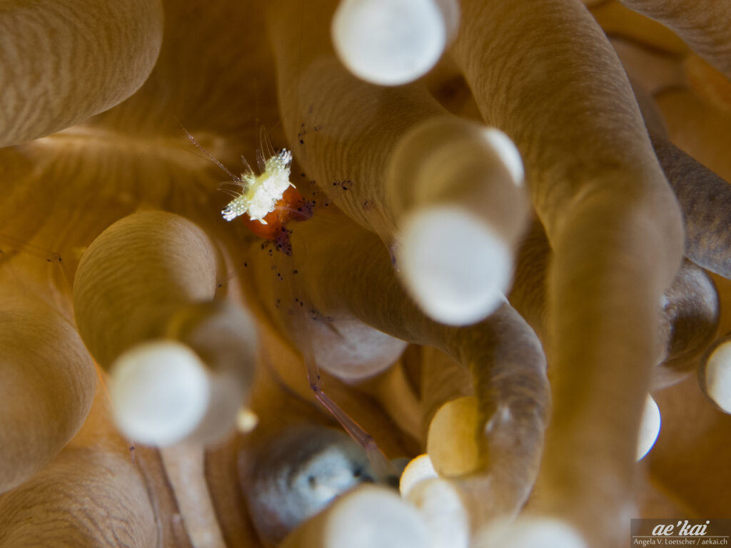 Cuapetes kororensis; Popcorn Shrimp; Heliofungia-Partnergarnele; red shrimp with white head hiding inside a mushroom coral