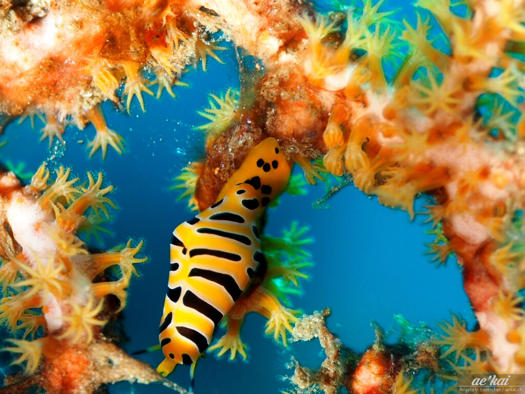 Cuspivolva tigris; Tiger Egg Cowrie; Tiger-Eischnecke; strikingly colored sea slug; yellow slug with tiger-like black stripes