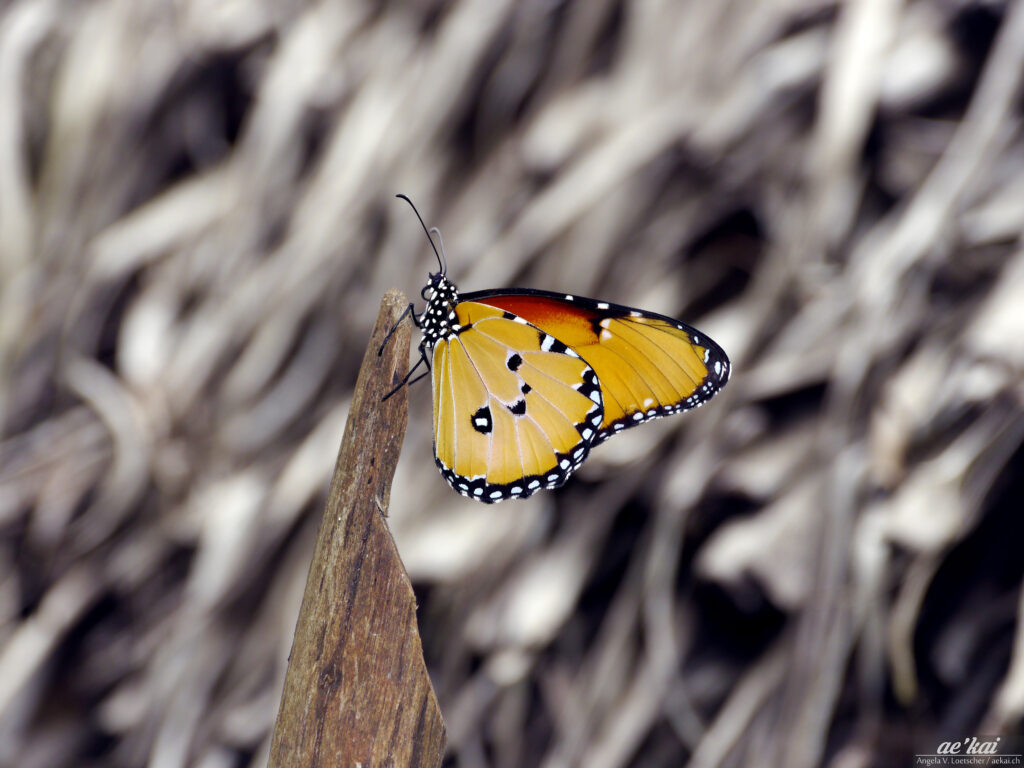 Danaus chrysippus; African Queen Butterfly; Afrikanischer Monarch; in front on light brown background resting on a branch