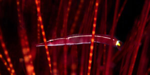 Diademichthys lineatus is less commonly found than it's cousin the Crinoid Clingfish.