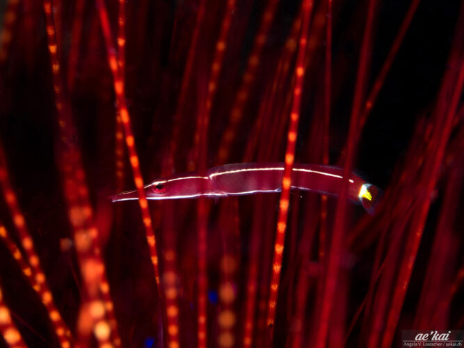 Diademichthys lineatus is less commonly found than it's cousin the Crinoid Clingfish.