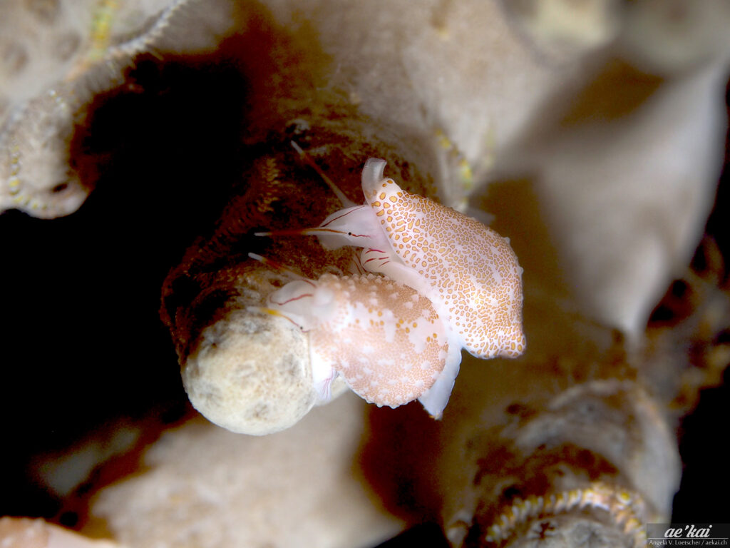 Diminovula margarita; Margarita Egg Cowrie; Margarita Eischnecke; Two tiny but beautiful slugs mating on leather coral at night. Manado Coast, Sulawesi, Indonesia