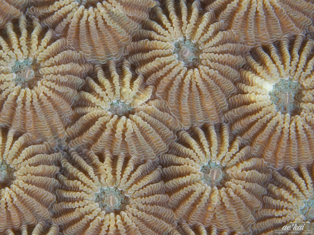 Diploastrea heliopora; Honeycomb Coral; Blumen-Sternkoralle; beautiful and healthy coral with polyps out; Indonesia