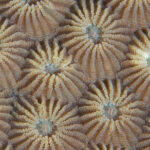 Diploastrea heliopora; Honeycomb Coral; Blumen-Sternkoralle; beautiful and healthy coral with polyps out; Indonesia