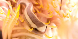 Discotrema monogrammum in yellow-tan crinoid
