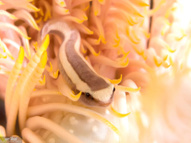 Discotrema monogrammum in yellow-tan crinoid