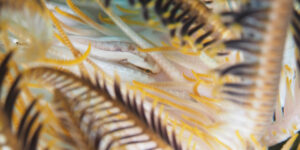 Discotrema monogrammum in yellow-black Feather Star