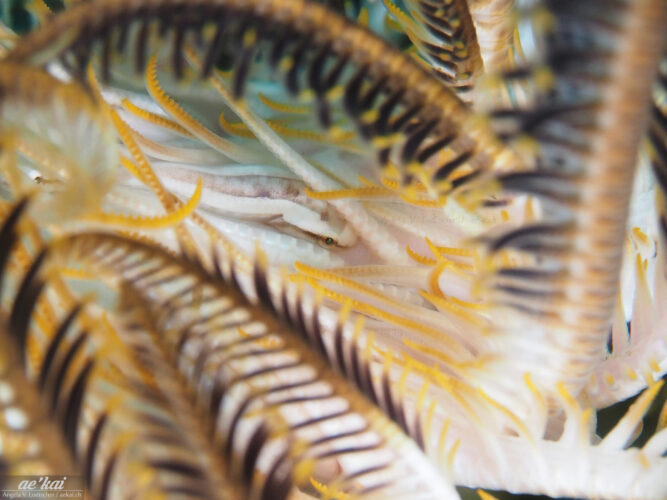 Discotrema monogrammum in yellow-black Feather Star
