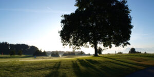 Early Morning at Sempachersee with a big tree in the foreground