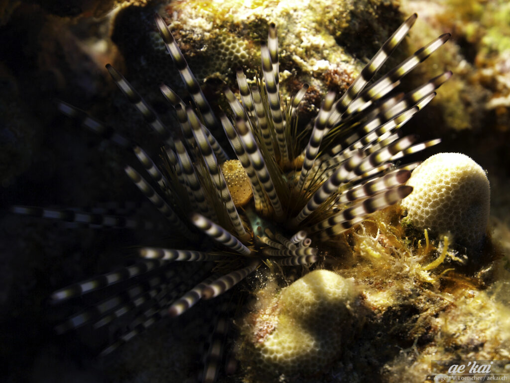 Echinothrix calamaris aka Banded Sea Urchin