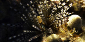 Echinothrix calamaris aka Banded Sea Urchin