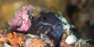 Ecsenius namiyei aka Yellowtail Blenny close-up of head