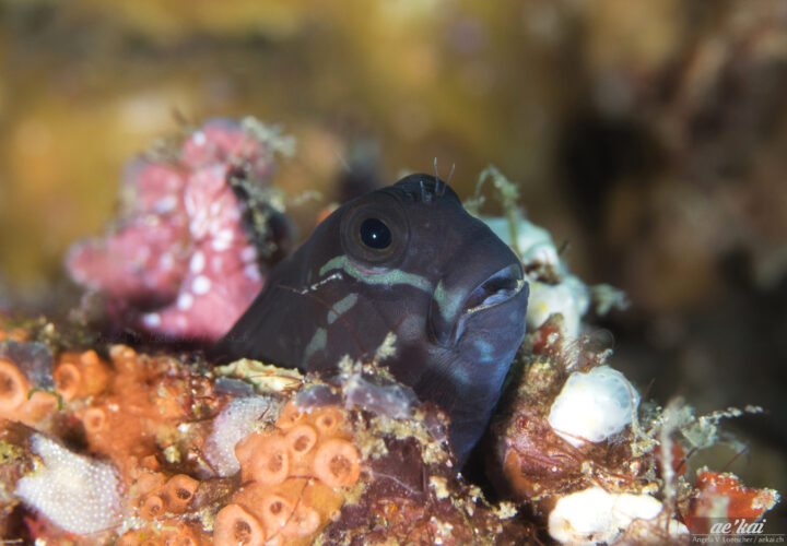 Ecsenius namiyei aka Yellowtail Blenny close-up of head