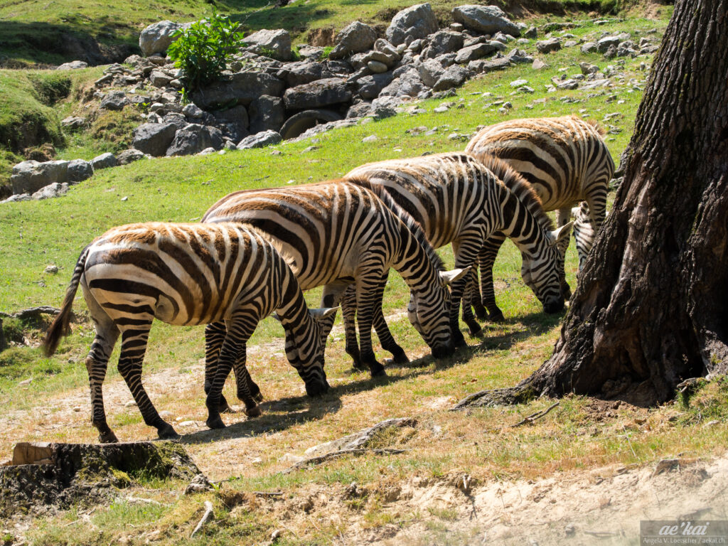 Equus quagga burchellii; Burchell's Zebra; Burchell-Zebra; four zebras standing in a line