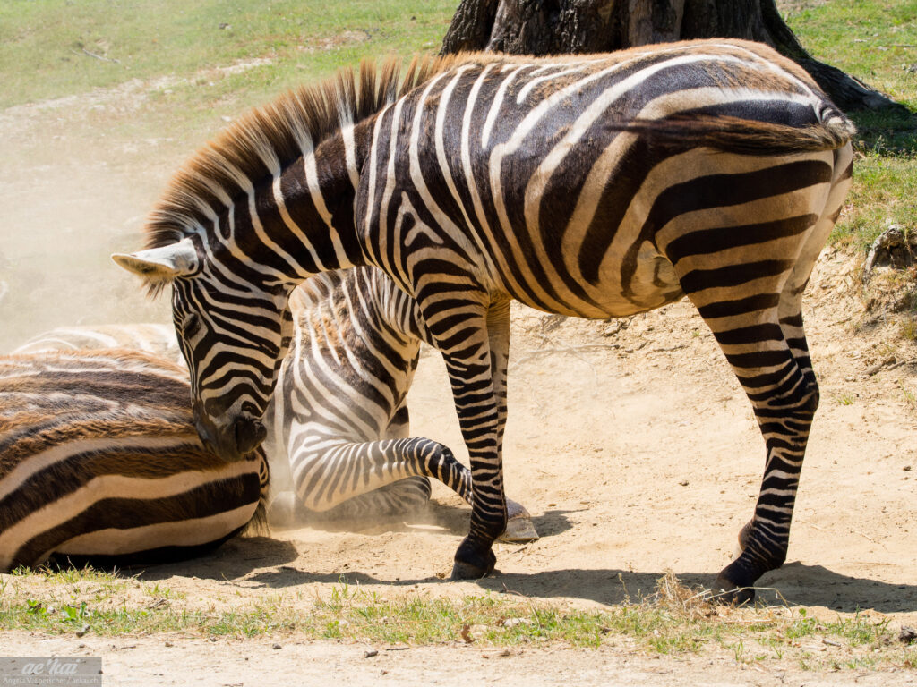 Equus quagga burchellii; Burchell's Zebra; Burchell-Zebra; a standing zebra