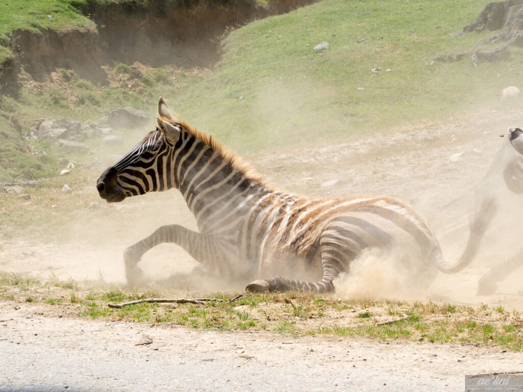 Equus quagga burchellii; Burchell's Zebra; Burchell-Zebra; rolling on the ground