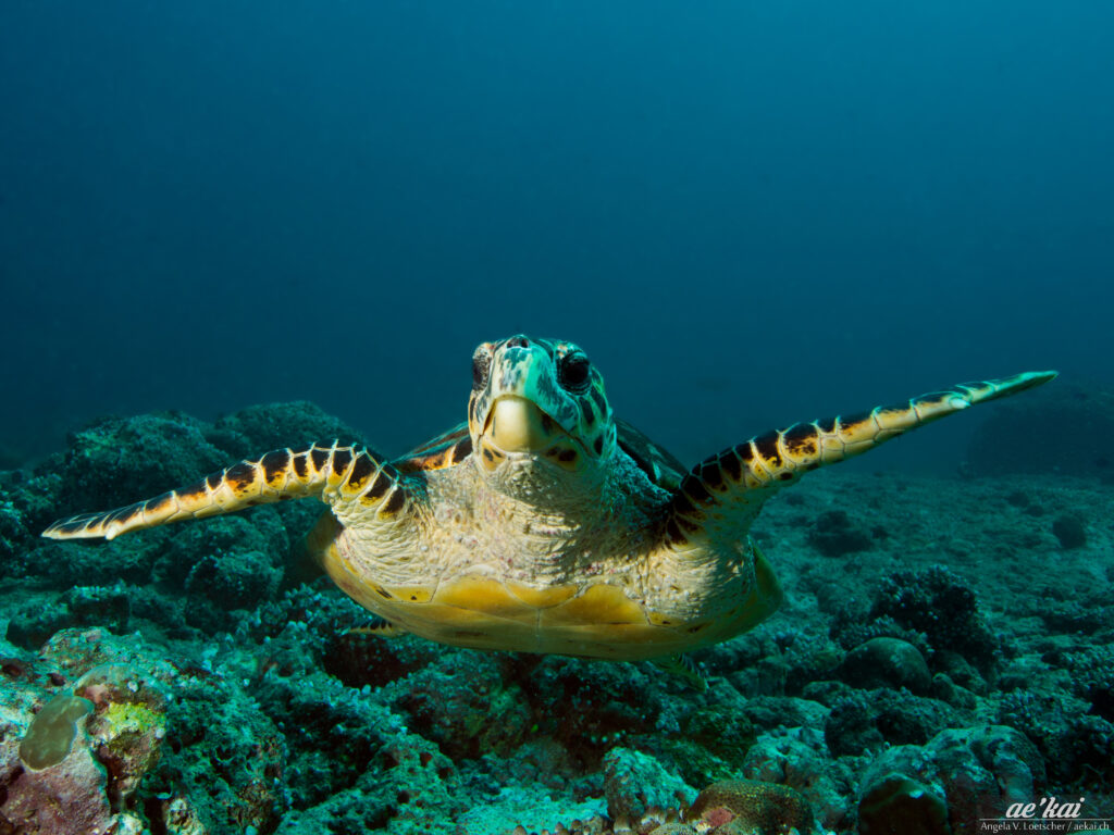 Eretmochelys imbricata aka Hawksbill Turtle aka Echte Karettschildkröte swimming towards the camera