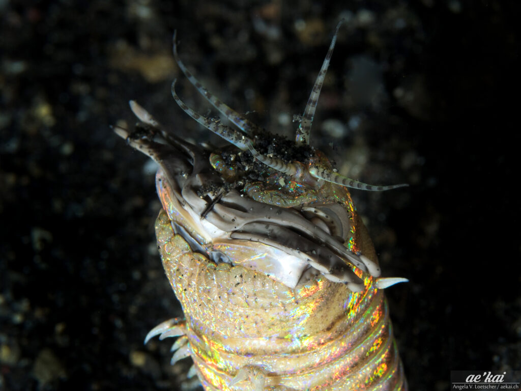Eunice aphroditois; Bobbit Worm; Underwater Monster, close-up